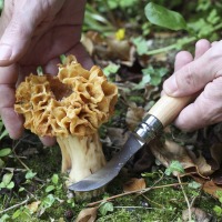 Couteau à champignon numéro 8 