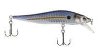TREADFIN SHAD