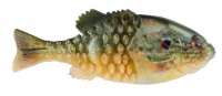 HD Pumpkinseed