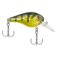 Yellow perch(1405977)